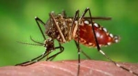 Casanare en el primer lugar a nivel nacional por número de reporte de casos de dengue