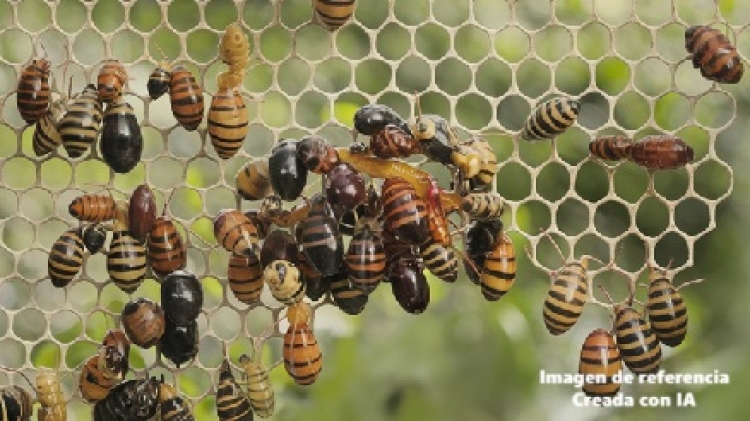 Bomberos de Yopal controlan ataque de abejas y atienden a diez personas afectadas