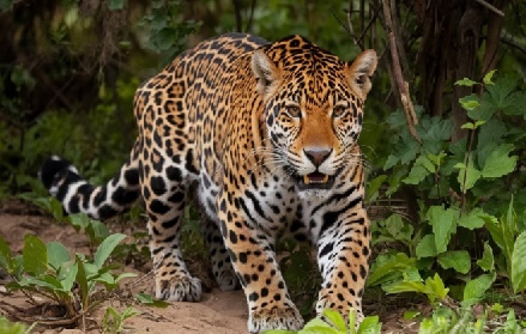 Día Internacional del Jaguar: Corporinoquia recordó las iniciativas que viene aplicando para preservar esta especie