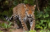 Día Internacional del Jaguar: Corporinoquia recordó las iniciativas que viene aplicando para preservar esta especie