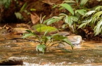 Ecopetrol destaca a nivel mundial por su manejo del agua y compromiso climático, según informe CDP