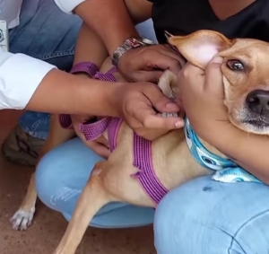 100 mascotas fueron vacunadas contra la rabia durante el fin de semana en Yopal