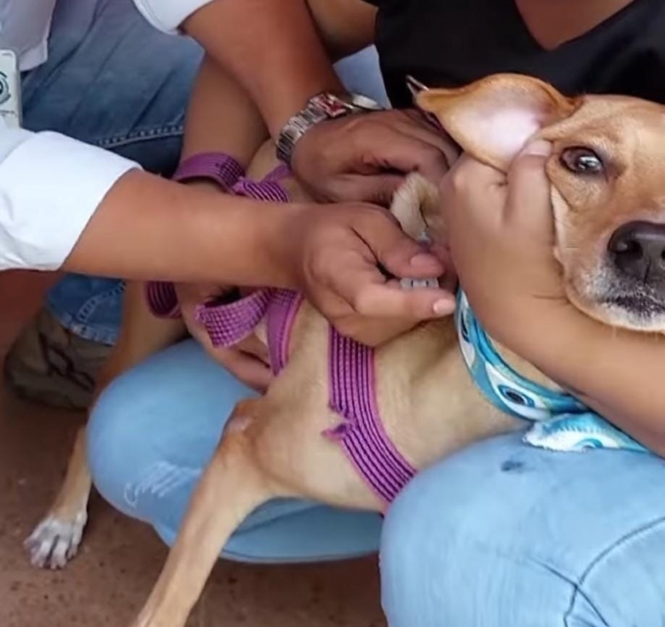 100 mascotas fueron vacunadas contra la rabia durante el fin de semana en Yopal
