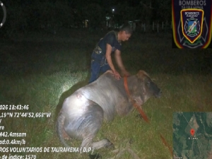 Bomberos de Tauramena rescataron semoviente tras caer en pozo de cuatro metros