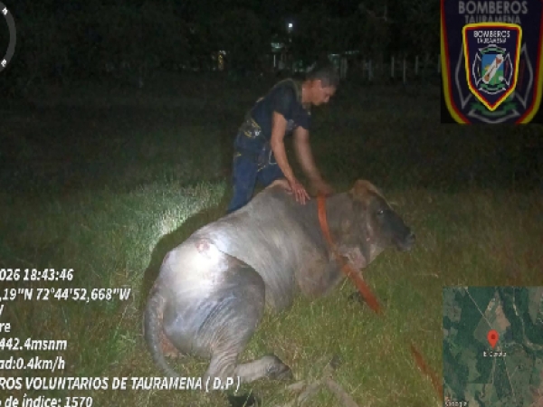 Bomberos de Tauramena rescataron semoviente tras caer en pozo de cuatro metros