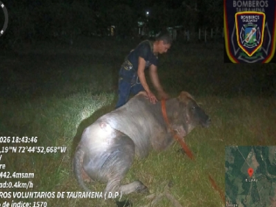 Bomberos de Tauramena rescataron semoviente tras caer en pozo de cuatro metros