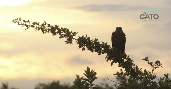 Mañana Yopal se vincula al Global Big Day de avistamiento de aves