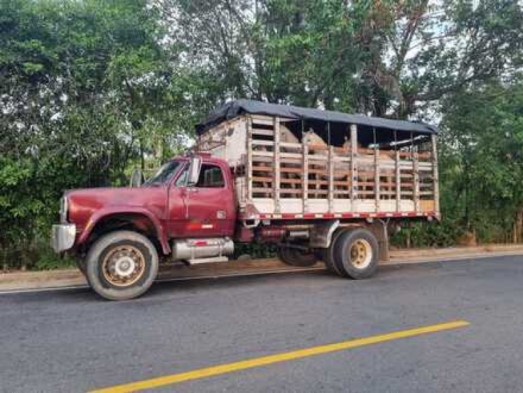 En jurisdicción de Aguazul es detenido un camión que transportaba 8 ejemplares equinos