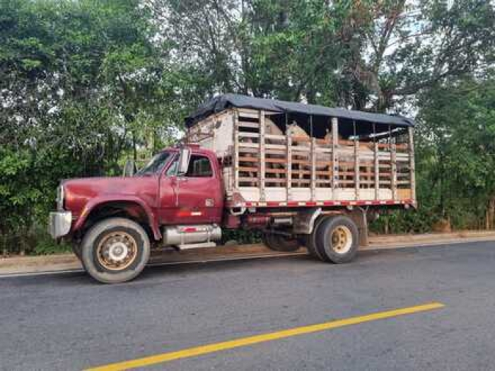 En jurisdicción de Aguazul es detenido un camión que transportaba 8 ejemplares equinos