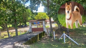 Graves lesiones en el rostro recibió niño de 5 años por ataque de perro en colegio privado de Yopal
