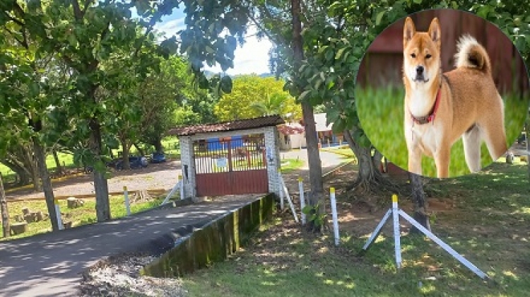 Graves lesiones en el rostro recibió niño de 5 años por ataque de perro en colegio privado de Yopal